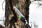 Высоторез/Сучкорез аккумуляторный телескопический Greenworks PS102T, 82V, 25 см, бесщ, без АКБ и ЗУ